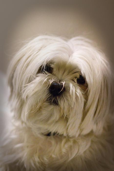 Maja Maltese Dog