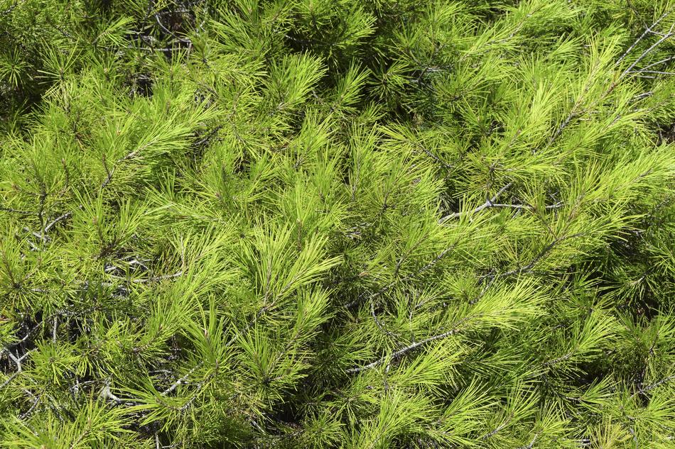 Texture Spruce Tree