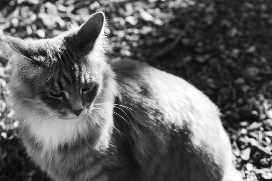 Cat Pet monochrome photo