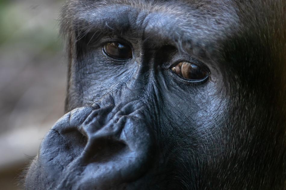 Sad look of a gorilla free image download