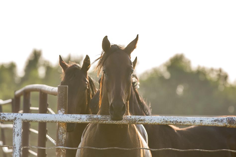 Horses Fence Country