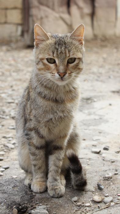 grey tabby Cat sits on ground