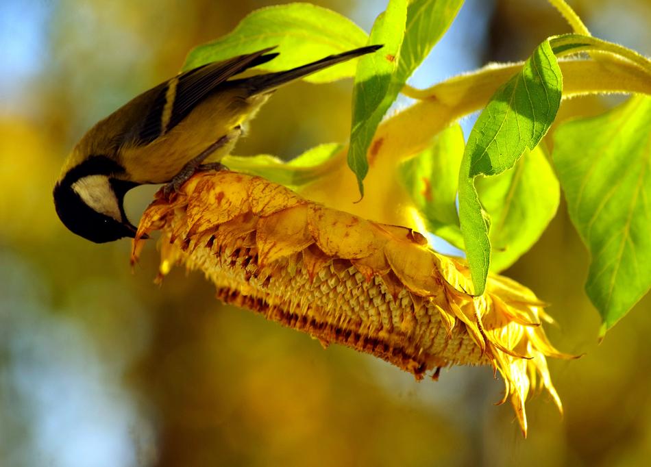 Tit Sunflower Bird