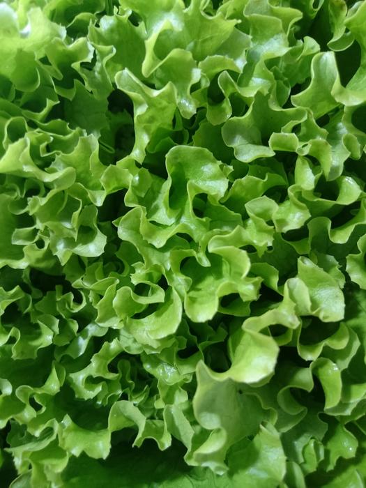 Green healthy lettuce leaves