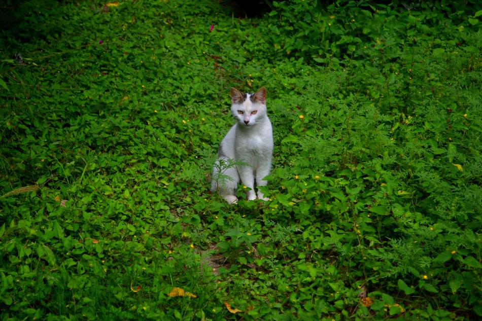 Cat Green Animals
