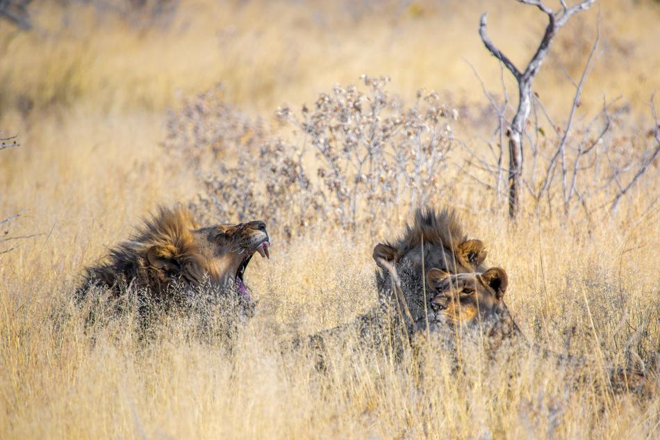 Lion Males Young