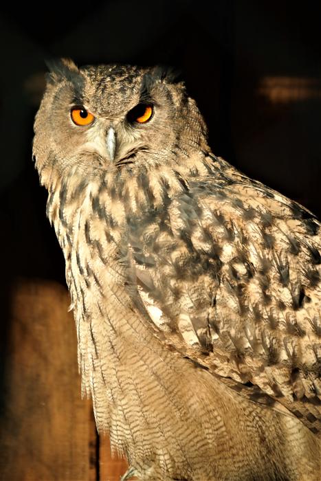 perched Bird of prey, grey Owl