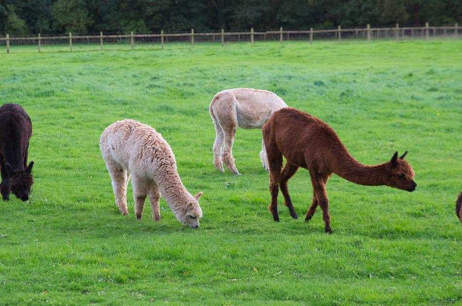 Alpaca Grass Mammal