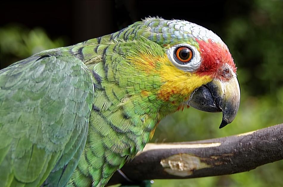 beautiful colored parrot on a branch