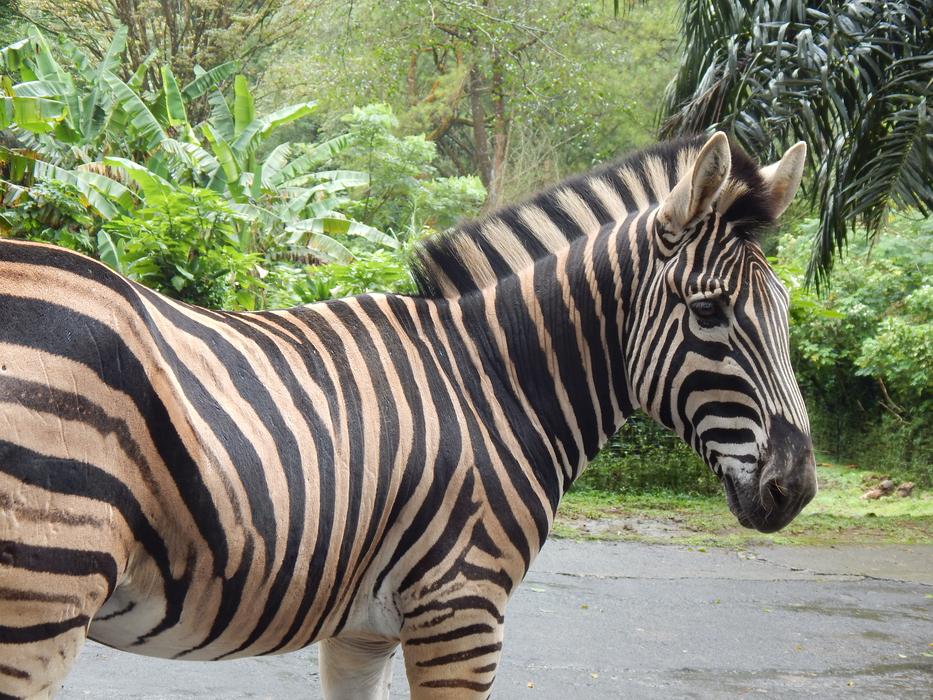 wild Zebra Striped Mammal