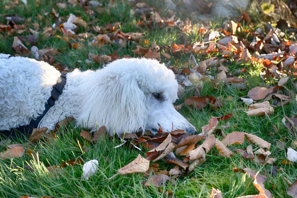 Poodle Portrait Dog