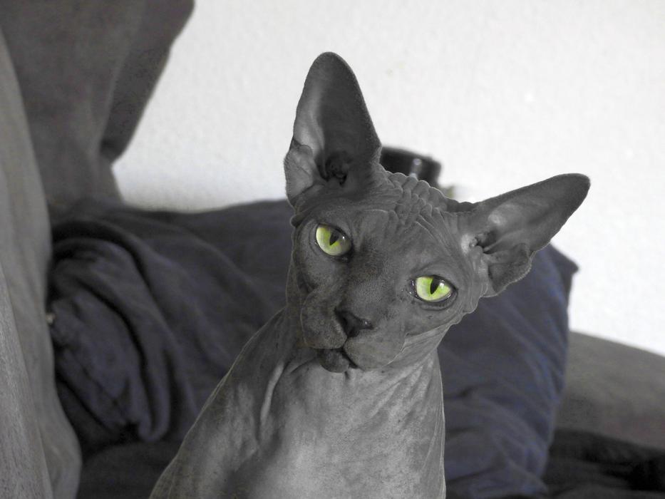 Sphynx Hairless cat