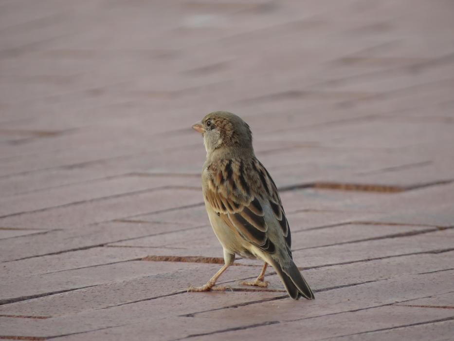 House Sparrow Bird on pavement