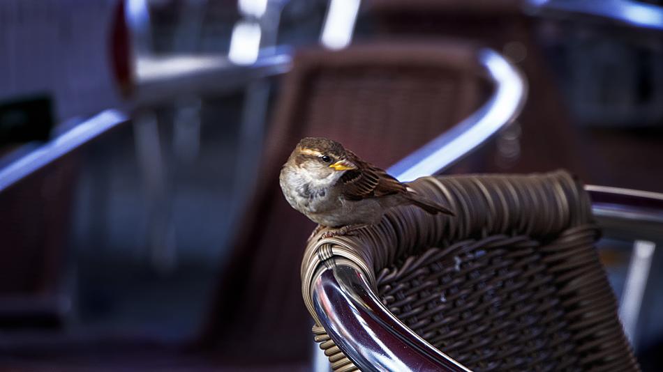 Birds Chair Bar