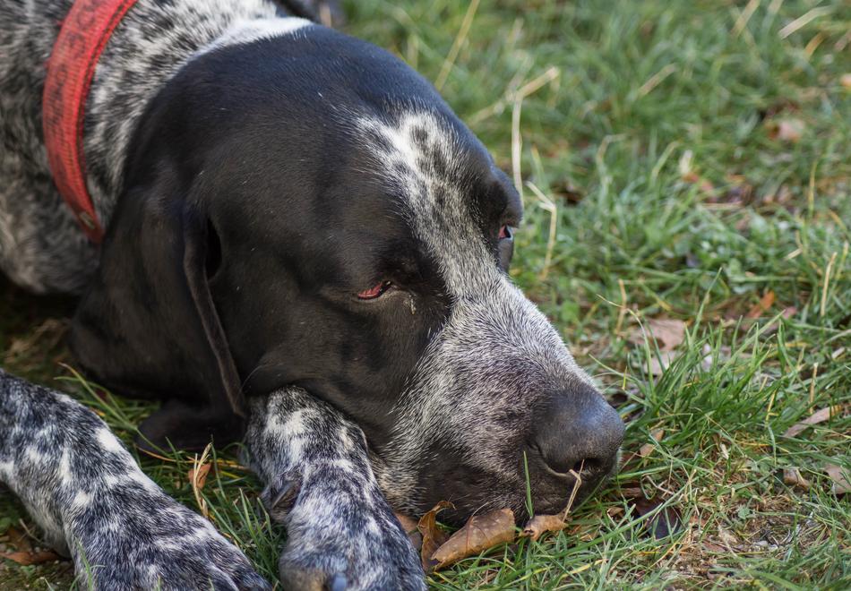 sweet dog lying asleep in the grass
