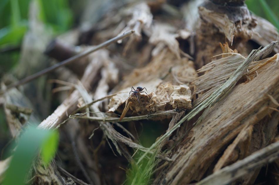 Ant Natural Insect