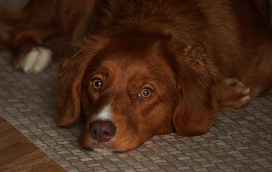 Dog Toller Pet