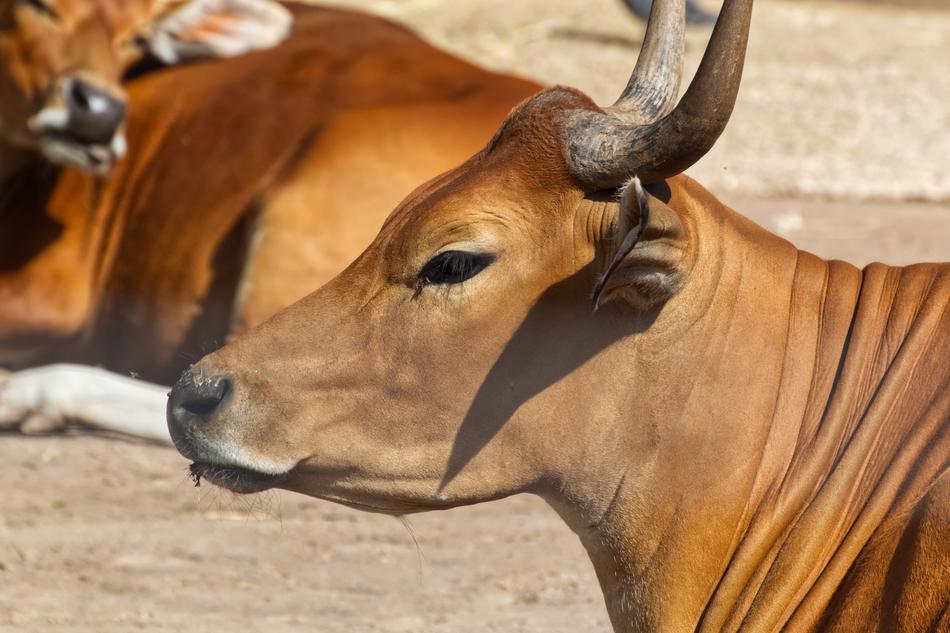 cute bulls in the field