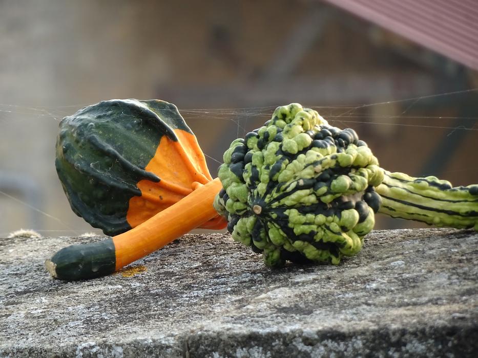 ,vegetables ,halloween ,fall ,food ,orange ,color