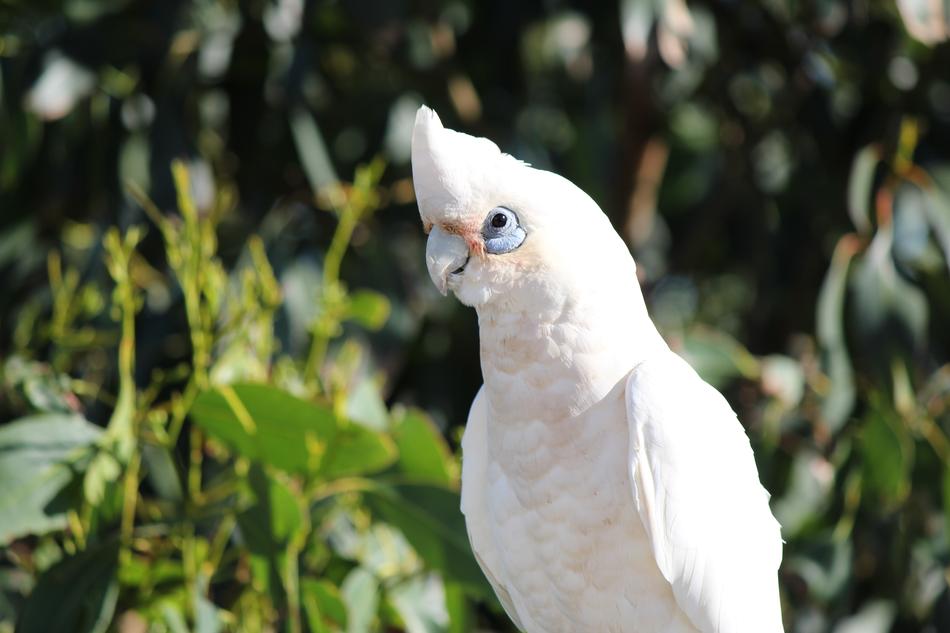 Parrot White Cockatoo Bird