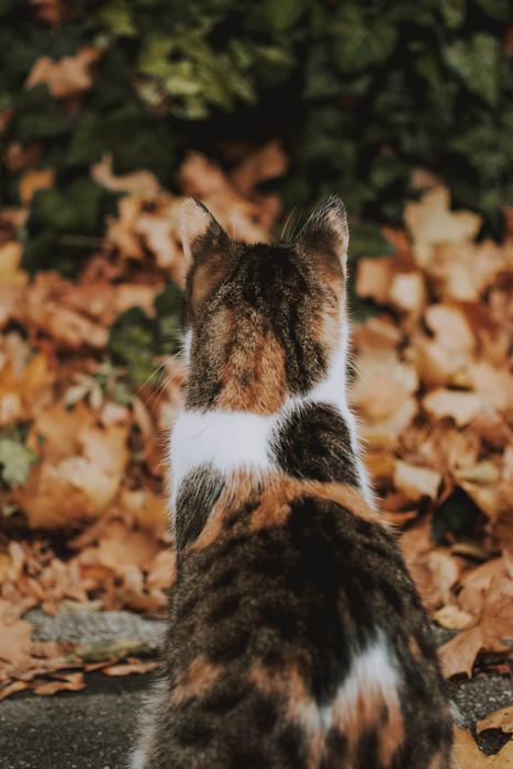 Cat Autumn Mood