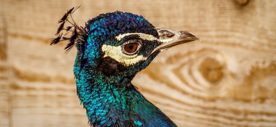 Peacock Bird Plumage
