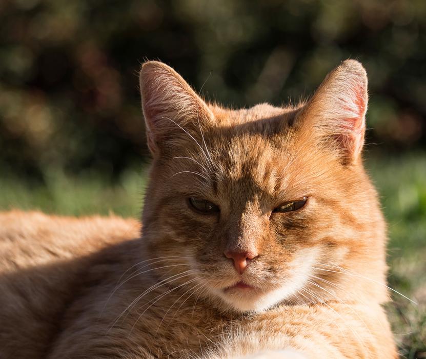 red Cat on sunny day, blur background