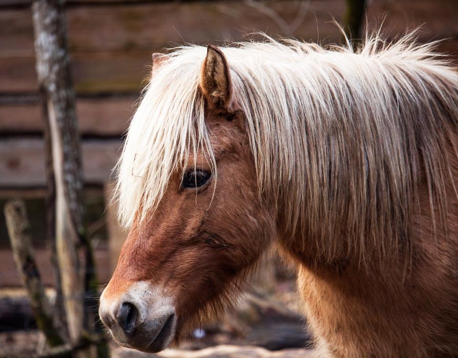 Pony Mammal Animal