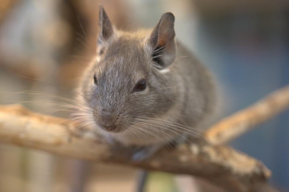 Nager Chinchilla Mouse