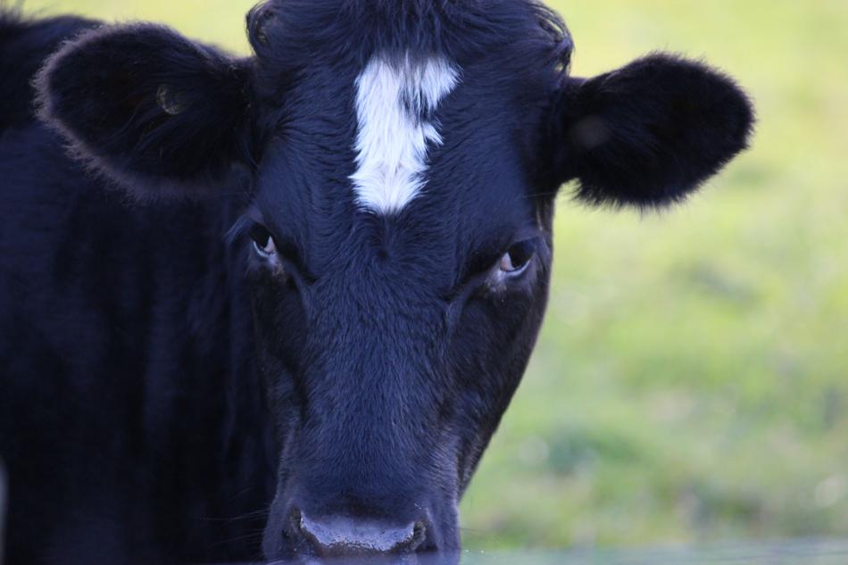 Cow Black White