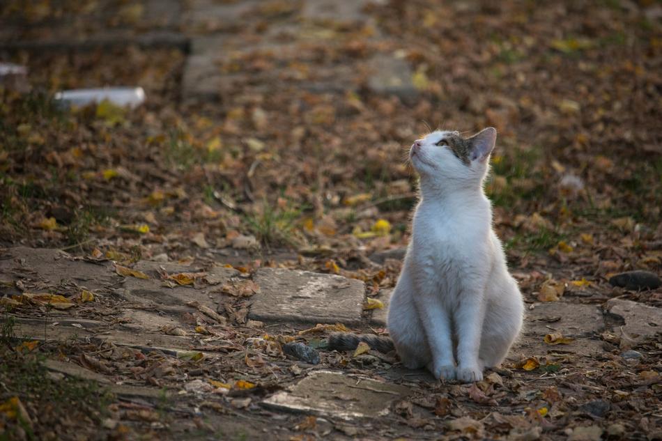 Cat Autumn Colors Fall