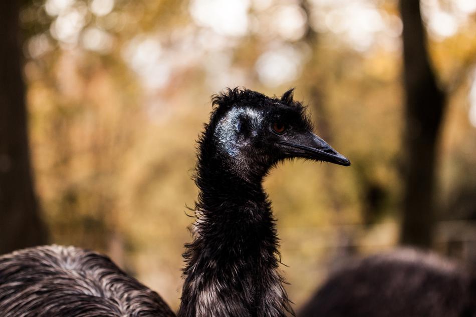 Emu Bouquet Bird Animal