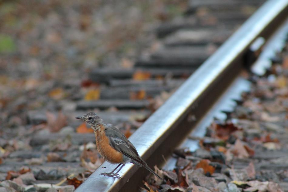 Bird Rail