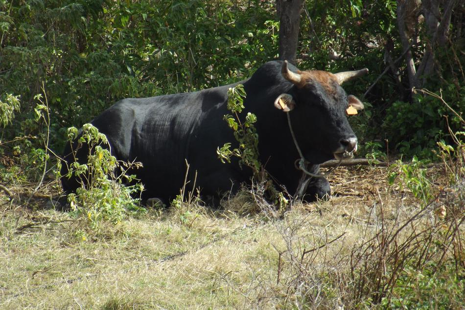 Bull Animal Nature
