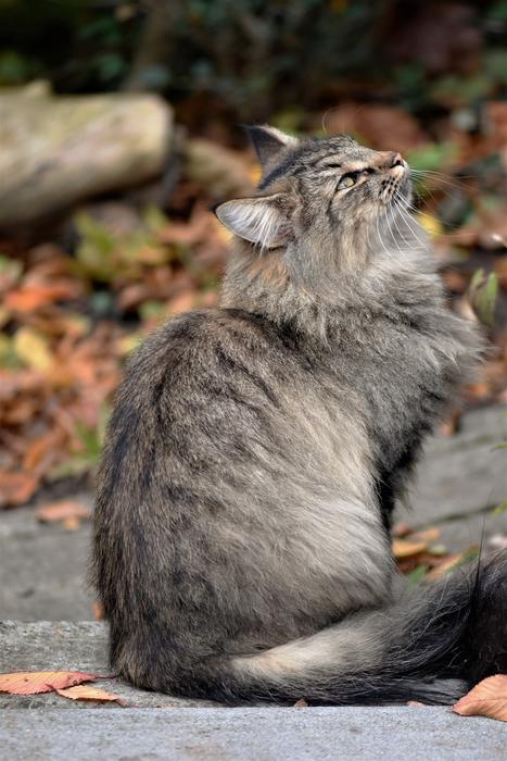 Cat Neighbor'S Wildcat
