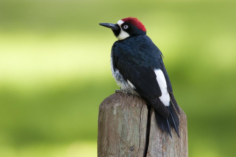 Bird Woodpecker Animal