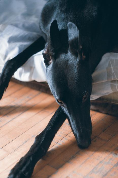 Dog Portrait Greyhound Black