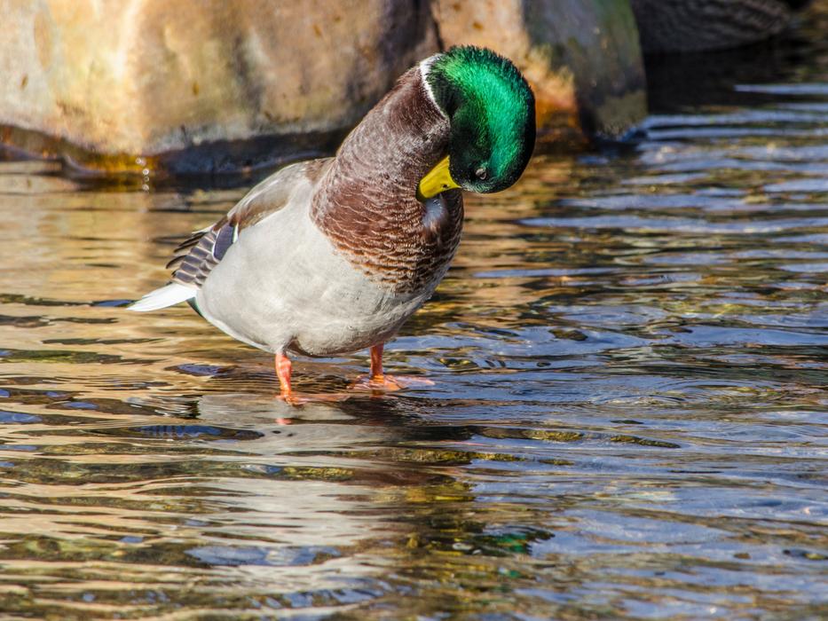 A Mallard Duck Animals Bird