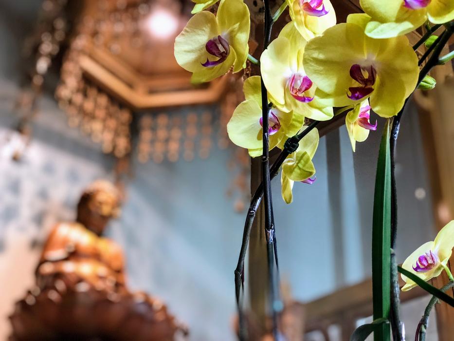 Buddha Yellow Flower