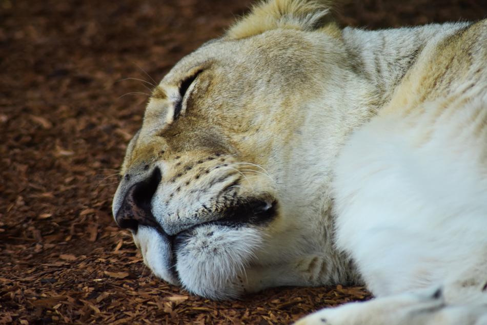 Lioness Majestic Africa
