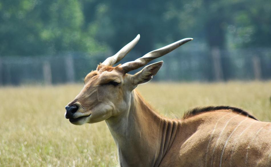 old antelope on safari