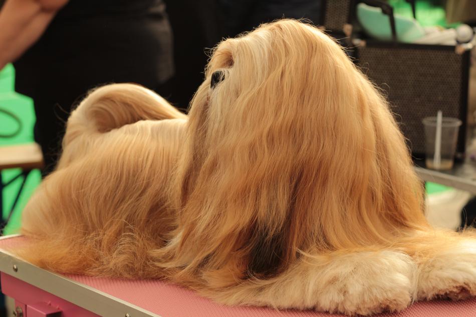 Dogshow Lhasa Apso Dog