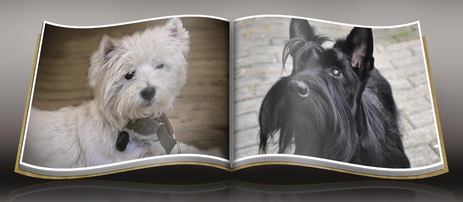 Dog Westie Scottish Terrier