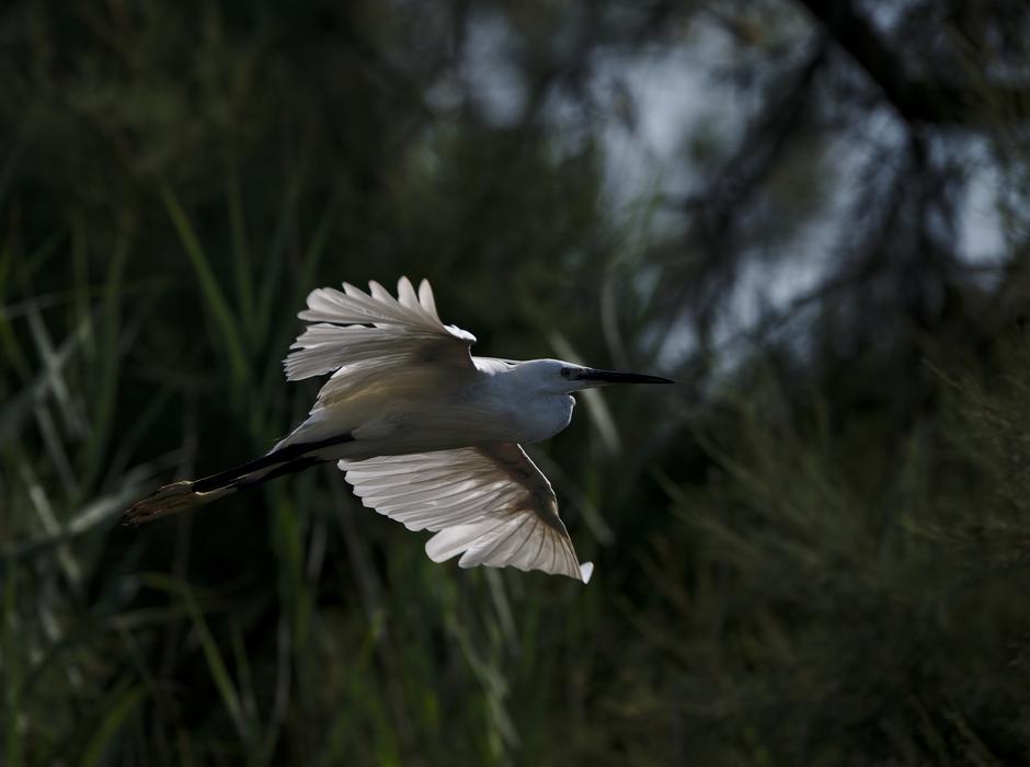 Egret Camargue Pont De Gau