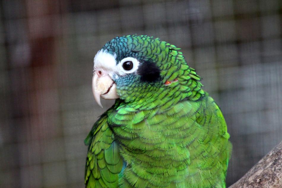 Amazon Parrot Amazona Ventralis
