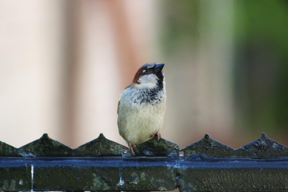The Sparrow Wróbelek Bird