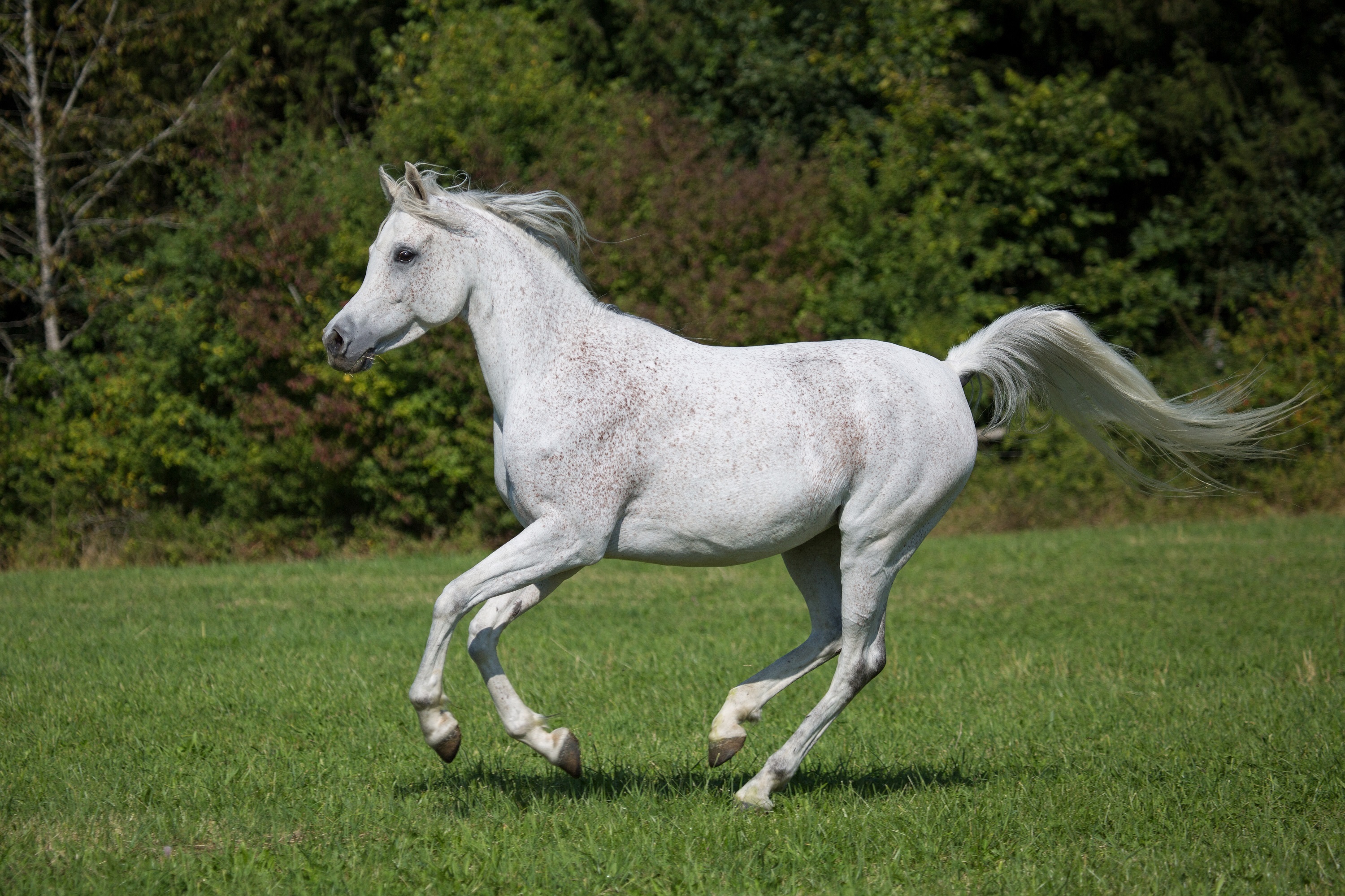 Horse Running White free image download