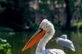 Pelikan Bird Animal