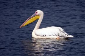Bird Great White Pelican macro