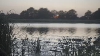 Sunset River Reed